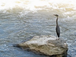 photo of great blue heron along Potomac Heritage Trail between Great Falls and River Bend